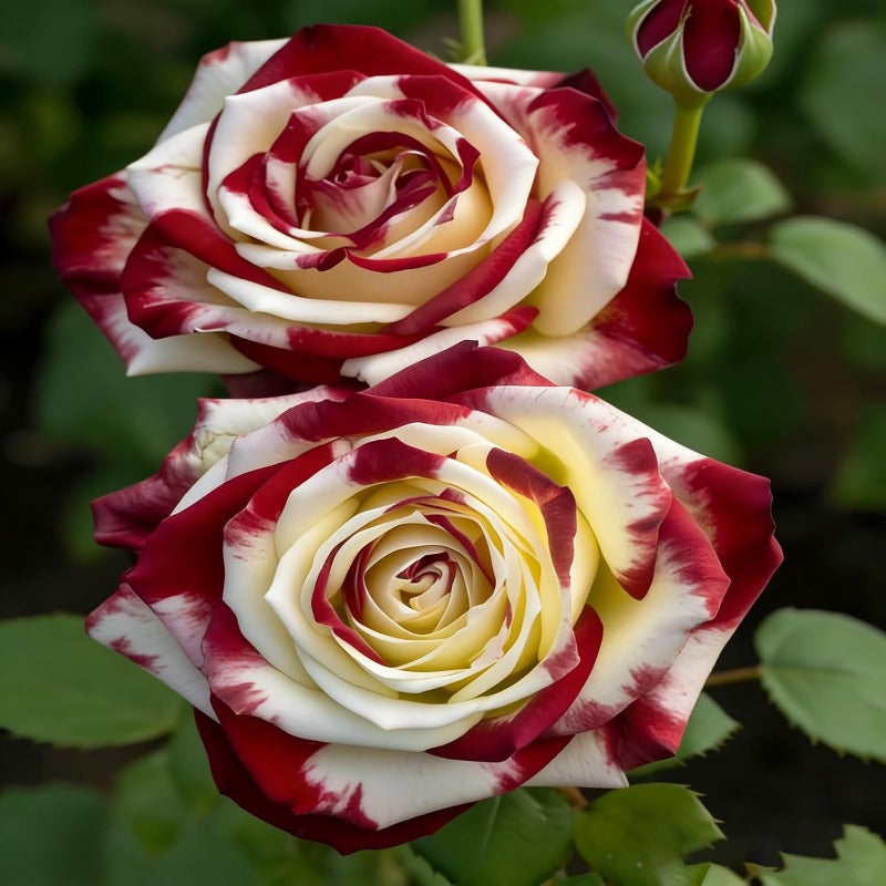 150pcs Red White Rose Color Rose Seeds for Planting, Non-GMO Ground Cover Flower Seeds, Heirloom Garden Flowers in Outdoors