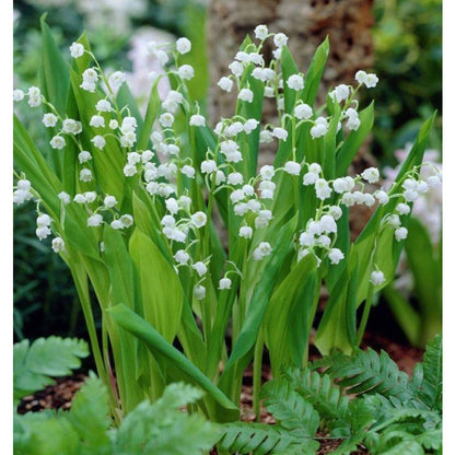 150Pcs Lily of The Valley Seeds Perfect for beginner sowing adapt well to container cultivation and shaded garden ground placement