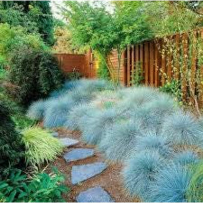 497Pcs Fescue Seeds Easy to Maintain ideal for permanent ground coverage in yard lawns and garden open spaces