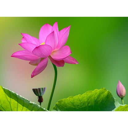 12 pcs Mini Lotus Seeds Variety Pack Bonsai Lotus, Water Lily Garden Seeds