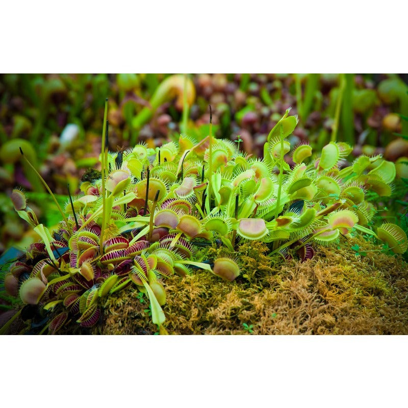 300pcs Venus-Fly-Trap Seeds Easy To Grow Works Well In Humidity Controlled Home Growing Environments Easily