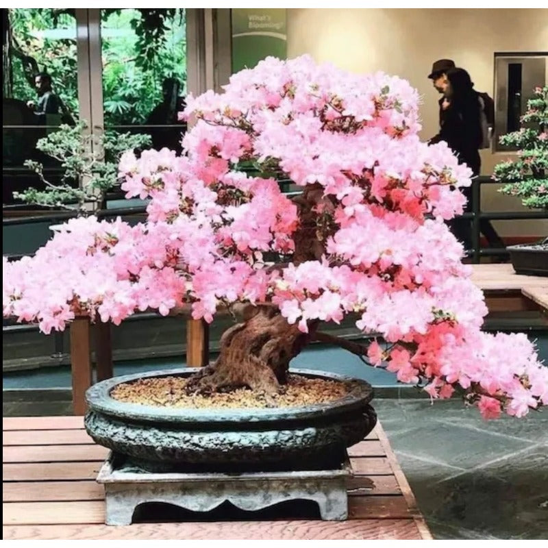 Pink & White 30pcs Cherry Blossom Seeds Easy To Grow Adds Elegant Spring Blooms To Residential Yards
