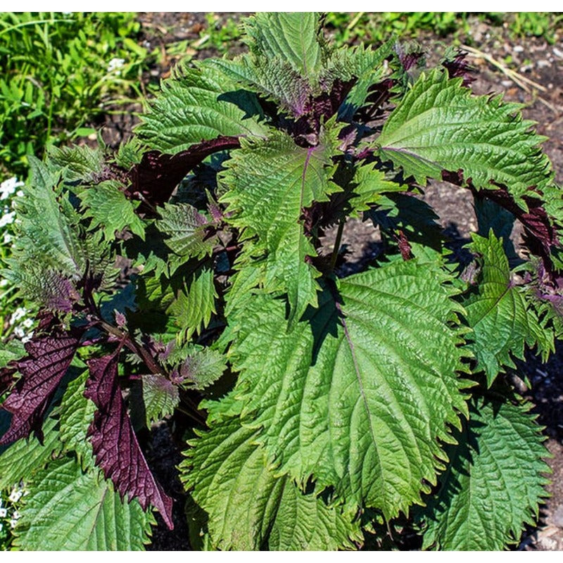 100 Pcs Seeds for Planting Red Perilla Herb Seed to Plant Garden