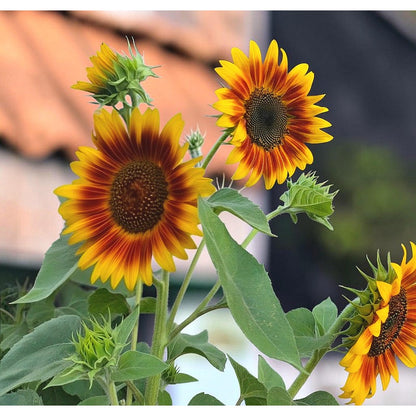 98Pcs Sunflower Seeds Perfect for beginner sowing adapt well to container cultivation and in ground garden placement