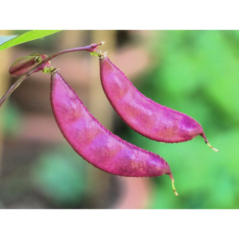 7Pcs Ideal For Creating Vertical Gardens On Walls And Trellises Hyacinth Bean Seeds