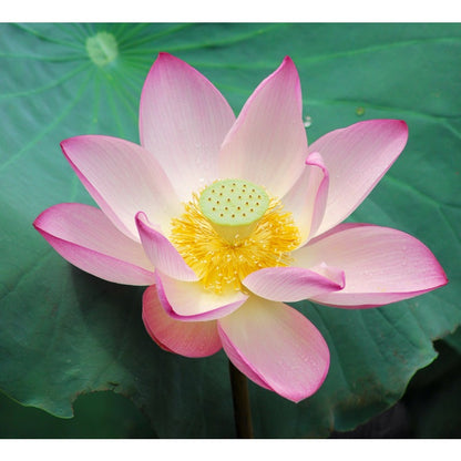 12Pcs Straightforward To Maintain With Lush Green Foliage Lotus Seeds Add Softness To Hard Water Landscape Elements