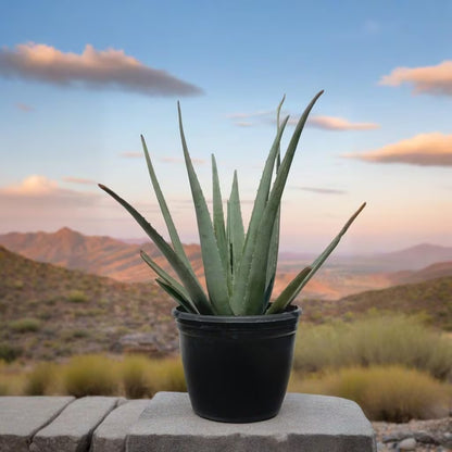 200pcs Aloe Vera Seeds for planting in residential container arrangements and private sunny garden spots