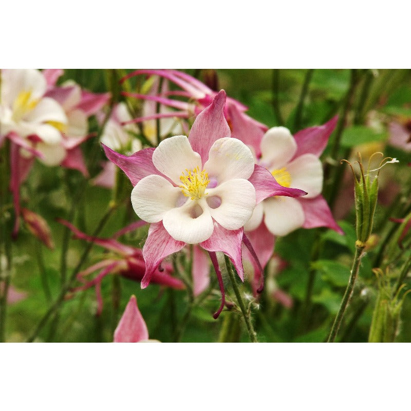 198Pcs Columbine Seeds Suitable for Balcony Patio Container Gardening Tall Airy Foliage Trait