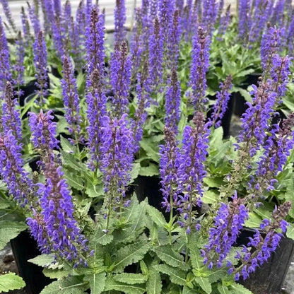 200pcs Easy Raising Blue Sage Seeds perfect for layered garden design and open border decorative styling