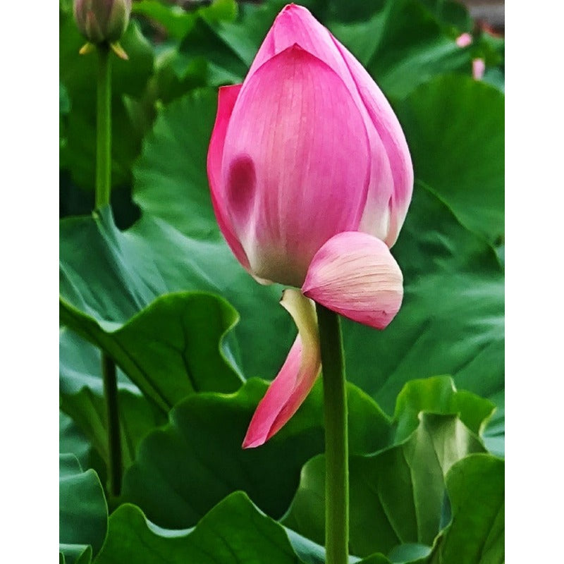 12 pcs Mini Lotus Seeds Variety Pack Bonsai Lotus, Water Lily Garden Seeds