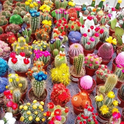 100pcs Cactus Seeds Friendly for new gardeners grow into full compact sculptural form with steady seasonal growth renewal