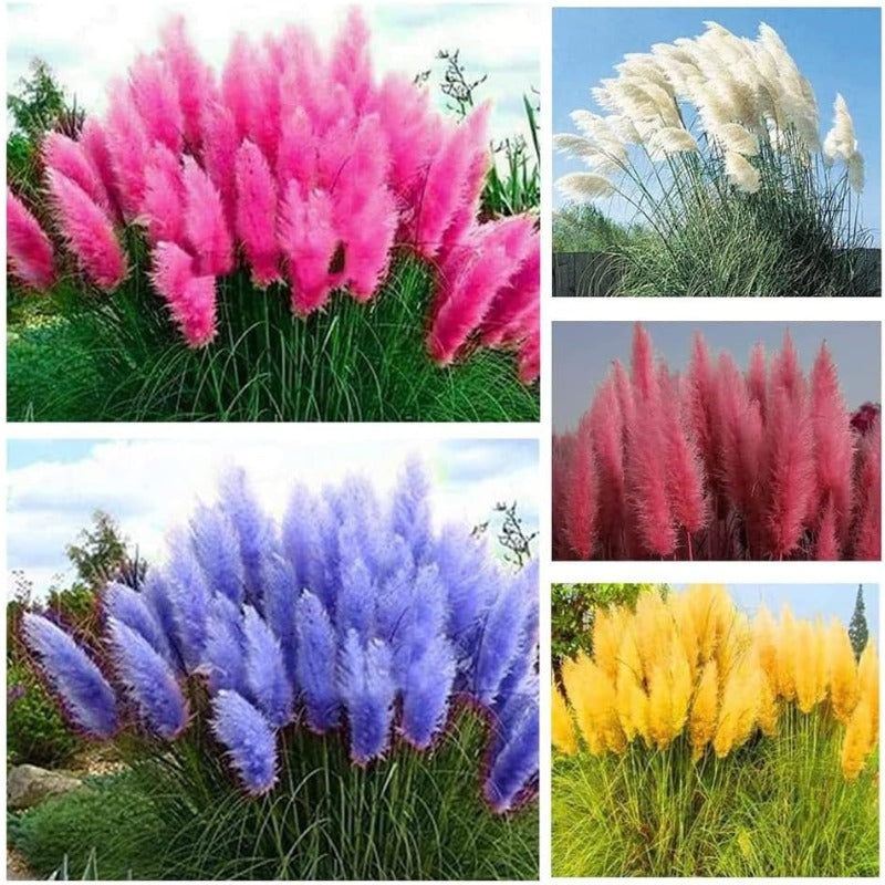 980Pcs Dependable Germination Pampas Grass Seeds For Worry Free Planting