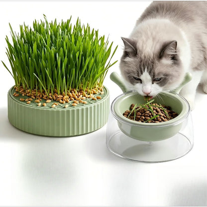 86Pcs Cat Grass Seeds Perfect for beginner planting to create neat indoor green clusters and add soft delicate texture to household living spaces