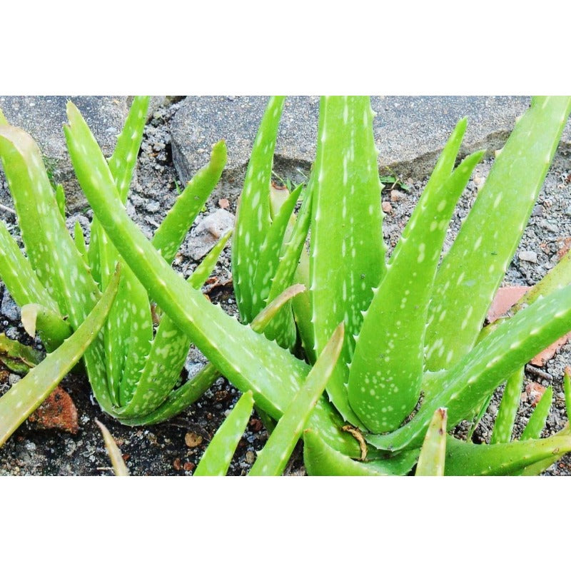 200pcs Suitable for beginner planting Aloe Vera Seeds flourish in ordinary well-drained potting soil suited for container foliage cultivation