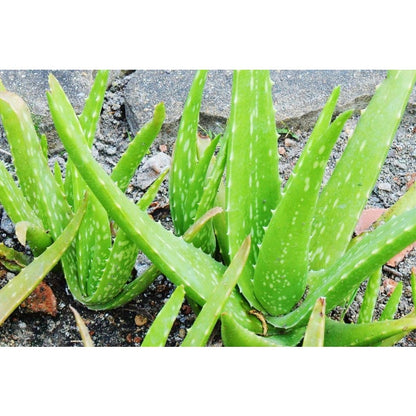 200pcs Suitable for beginner planting Aloe Vera Seeds flourish in ordinary well-drained potting soil suited for container foliage cultivation