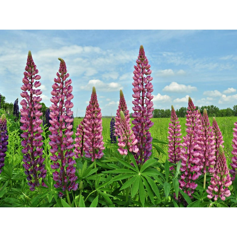 100Pcs Fast To Germinate Lupine Seeds Attracts Pollinators Throughout The Bloom Period
