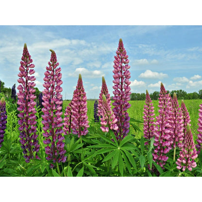 100Pcs Fast To Germinate Lupine Seeds Attracts Pollinators Throughout The Bloom Period