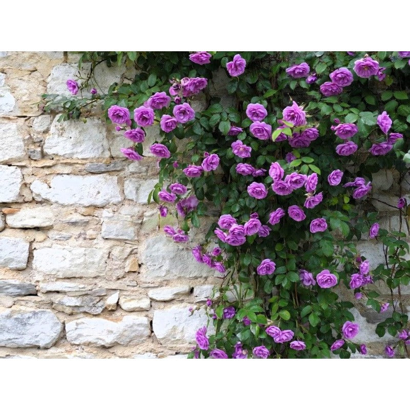 150Pcs Arching Growth Climbing Potential Rose Seeds Ideal For Trellises And Walls