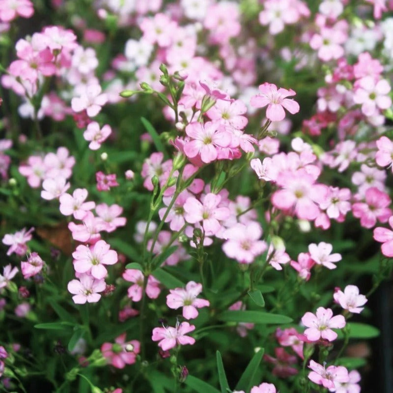 100pcs Suitable for beginner planting Gypsophila Seeds flourish in ordinary well drained soil suited for ornamental garden cultivation