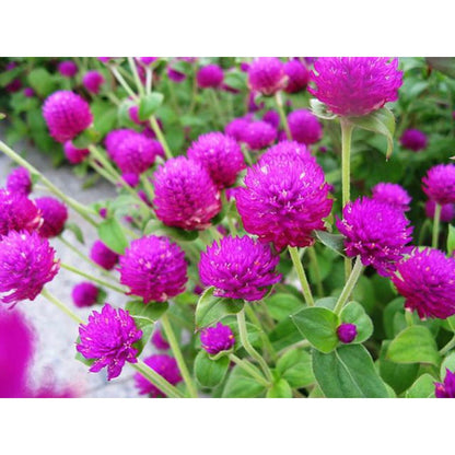 100pcs Gomphrena Seeds Friendly for new gardeners grow into full bushy clumps with prolonged seasonal bloom features
