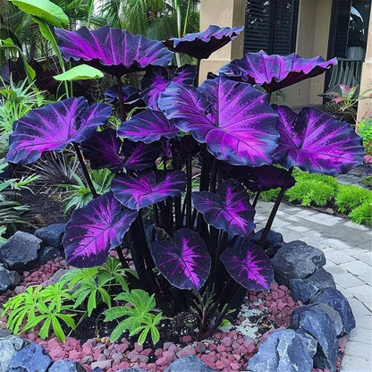 100pcs Large Elephant Ear seeds - Magical Hardy Balcony Species Ornamental Value