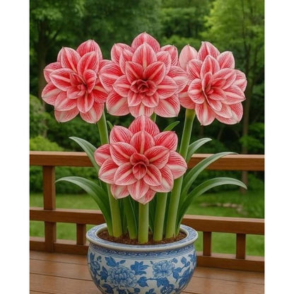 88pcs Pink Amaryllis Seeds, Flower Seeds for Planting Indoor Outdoor decor