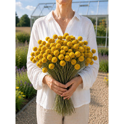 10pcs Craspedia Billy Buttons Seeds Yellow Globe Flower for Cut Garden