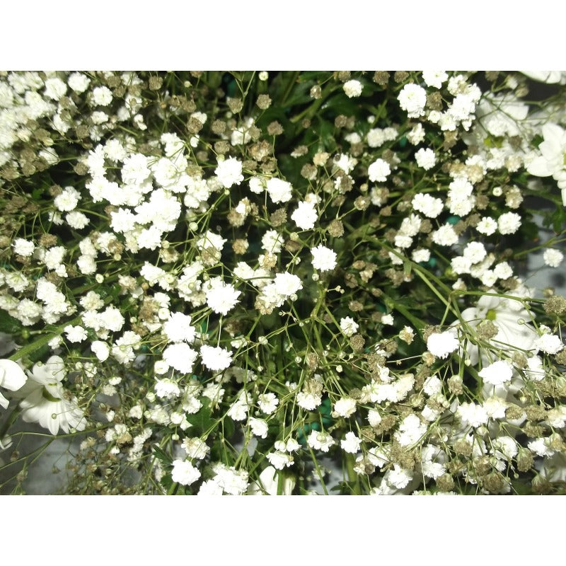 100pcs Gypsophila Seeds Friendly for new gardeners grow into full billowy mounded clumps with prolonged seasonal blooming features
