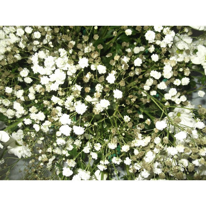 100pcs Gypsophila Seeds Friendly for new gardeners grow into full billowy mounded clumps with prolonged seasonal blooming features