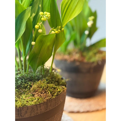 150 Lily of the Valley seeds Fragrant Shade Perennial, Cottage Garden Ground Cover