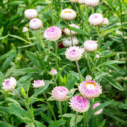 200 Strawflower Seeds Friendly for new gardeners grow into full neat bushy clumps with prolonged seasonal blooming features