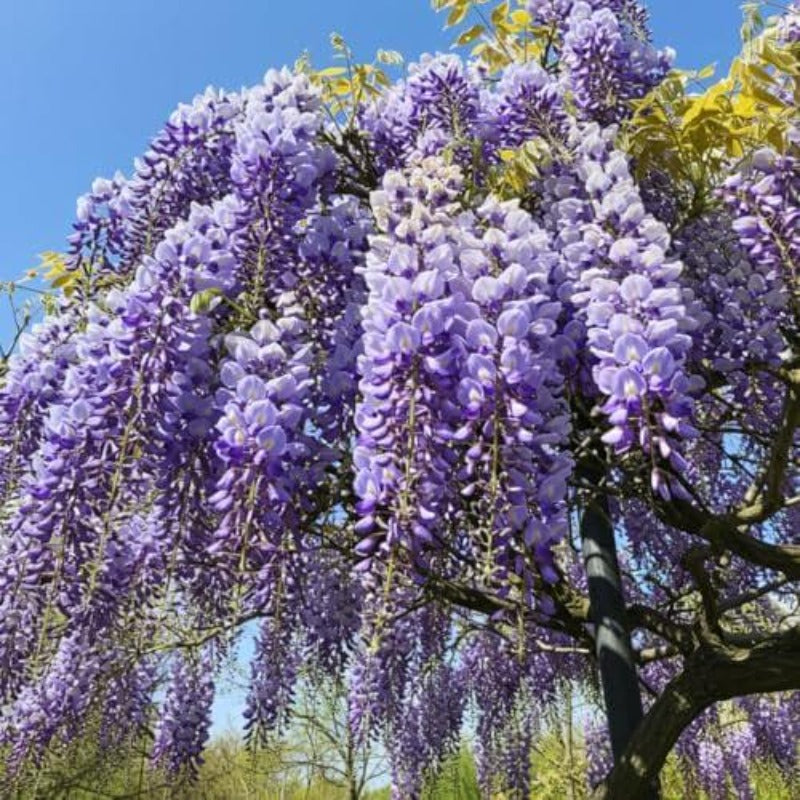 10pcs Lush Growing Pollinator Wisteria for Garden with Wisteria Seeds