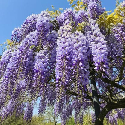 10pcs Lush Growing Pollinator Wisteria for Garden with Wisteria Seeds