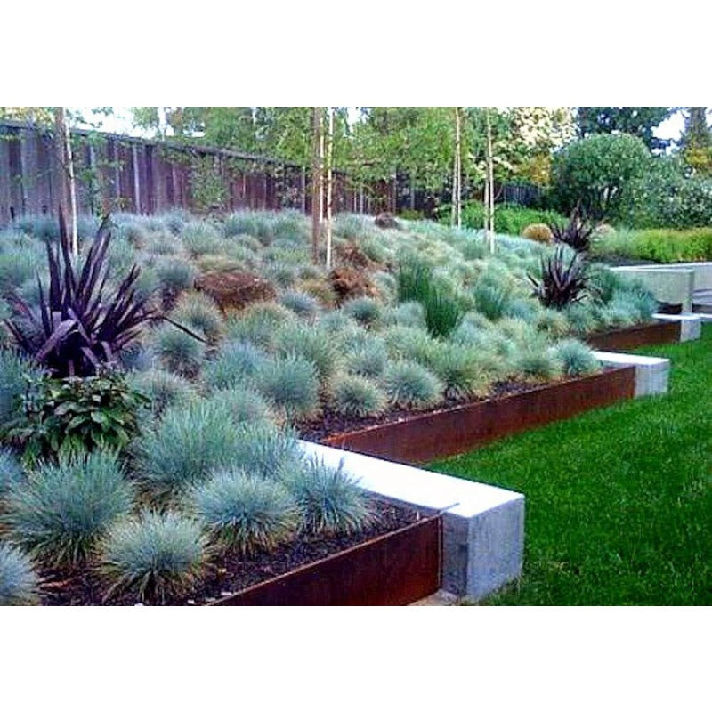 479Pcs Fescue Seeds pair perfectly with ornamental plantings to enrich multi level landscape structure