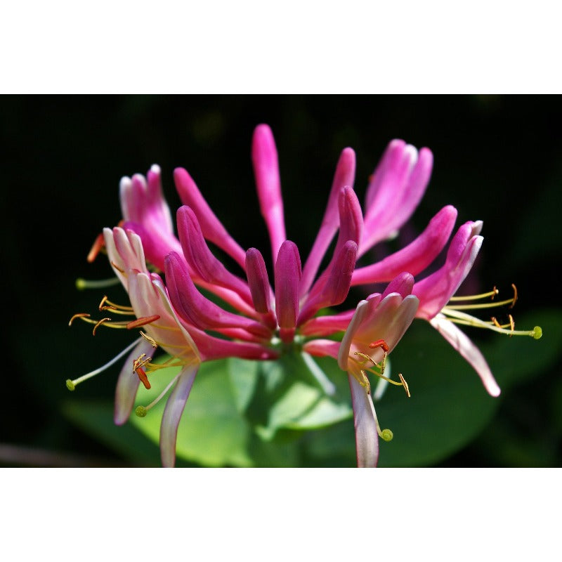 98Pcs Honeysuckle Seeds Easy To Maintain And Perfect For Mixed Plantings With Other Ornamental Climbing Varieties