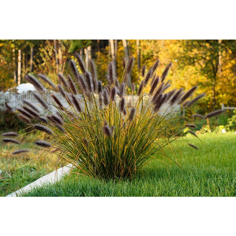 100pcs Ideal For Soft Landscape Accents Fountain Grass Easy To Grow In Outdoor Spaces