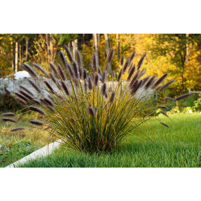 100pcs Ideal For Soft Landscape Accents Fountain Grass Easy To Grow In Outdoor Spaces
