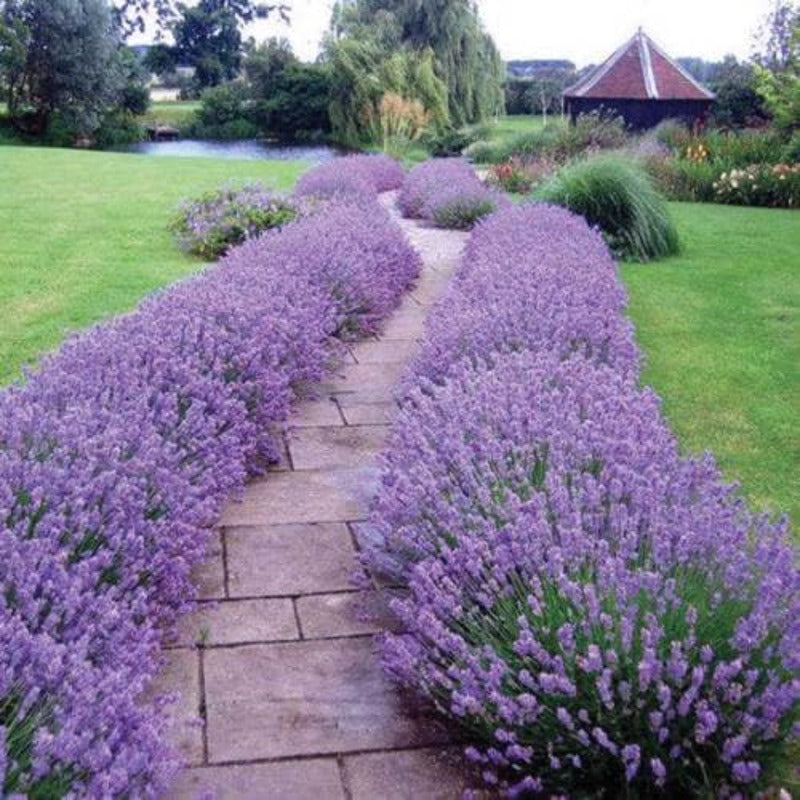 979Pcs Lavender Seeds Vigorous Germination Beginner Friendly For Household Sowing
