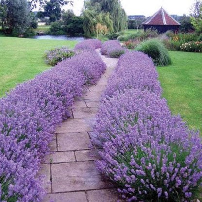 979Pcs Lavender Seeds Vigorous Germination Beginner Friendly For Household Sowing