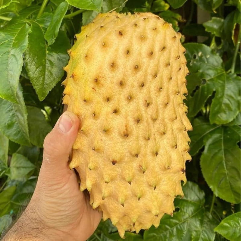 10pcs Soursop Pawpaw Seeds Quick To Germinate Suitable For Creating Full Vibrant Tropical Displays Without High Time Investment