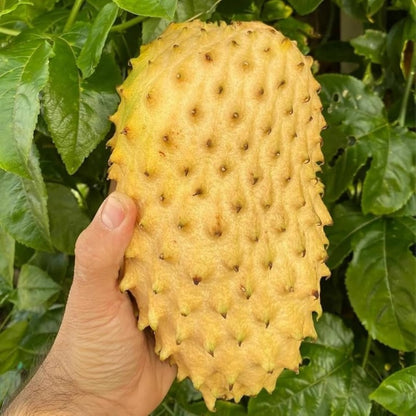 10pcs Soursop Pawpaw Seeds Quick To Germinate Suitable For Creating Full Vibrant Tropical Displays Without High Time Investment