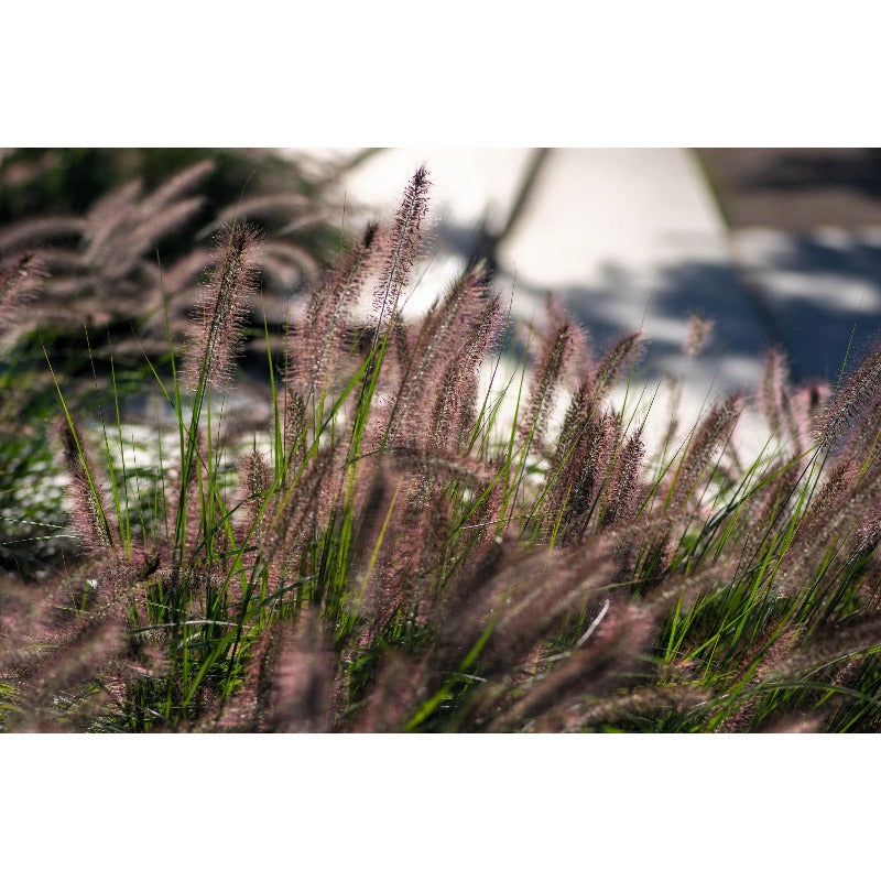 100pcs Ideal For Soft Landscape Accents Fountain Grass Easy To Grow In Outdoor Spaces