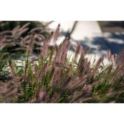 100pcs Ideal For Soft Landscape Accents Fountain Grass Easy To Grow In Outdoor Spaces