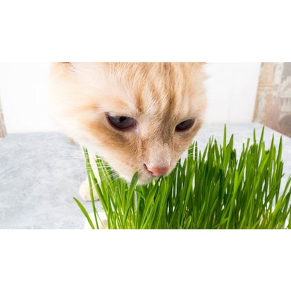 100 Pcs Cat Grass Seeds Simply the Best for your Cat