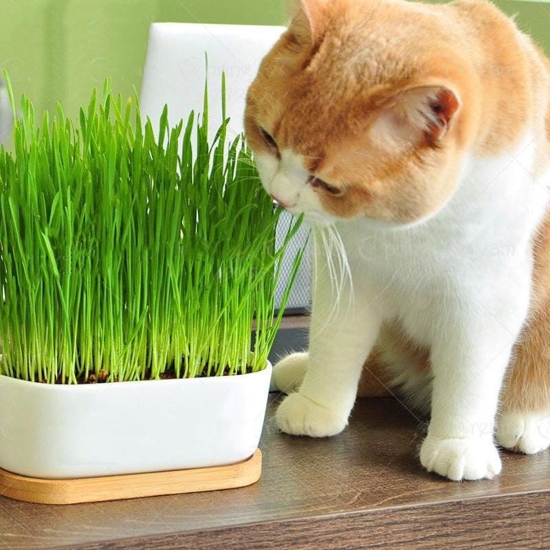 100 Pcs Cat Grass Seeds Simply the Best for your Cat
