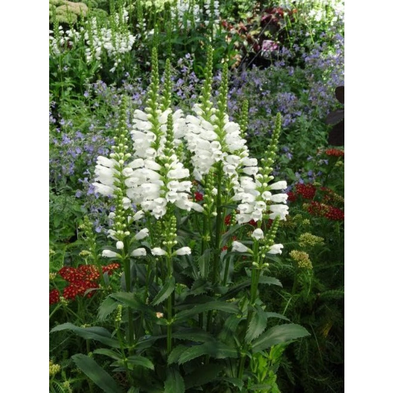 150pcs Obedient Plant Seeds Friendly for new gardeners grow into full upright clumps with elegant stacked seasonal bloom formation