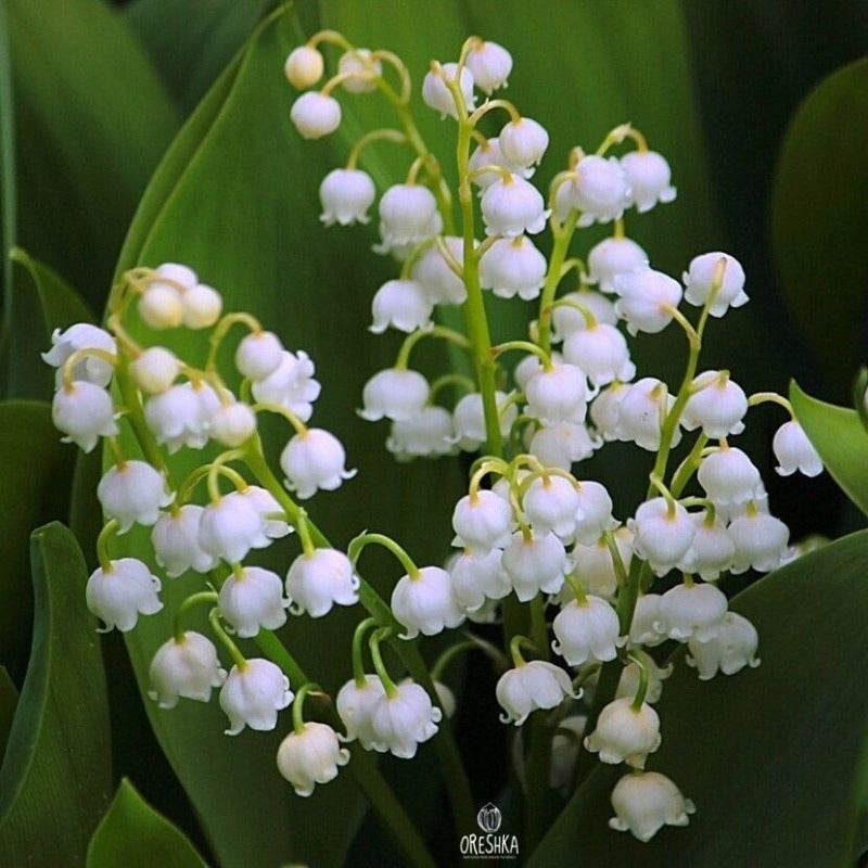 150 Lily of The Valley Seeds Friendly for novice growers form full low spreading flower clumps to enrich landscape texture effect