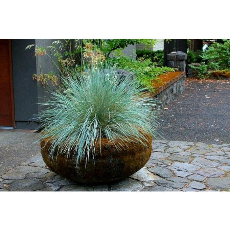 479Pcs Fescue Seeds pair perfectly with ornamental plantings to enrich multi level landscape structure