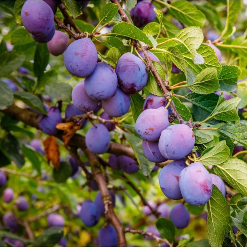 10Pcs Plum Seeds Perfect for beginner sowing adapt well to open ground placement and garden plot cultivation