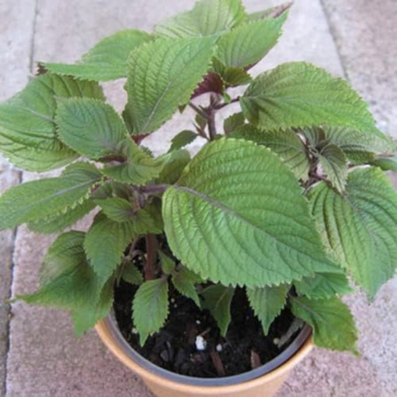 100pcs Easy Care Perilla Seeds great for sowing in sunny ventilated garden spaces and residential yard locations